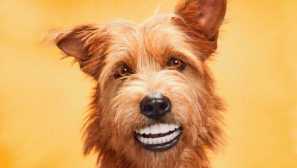 Jak čistit zuby svého psa doma